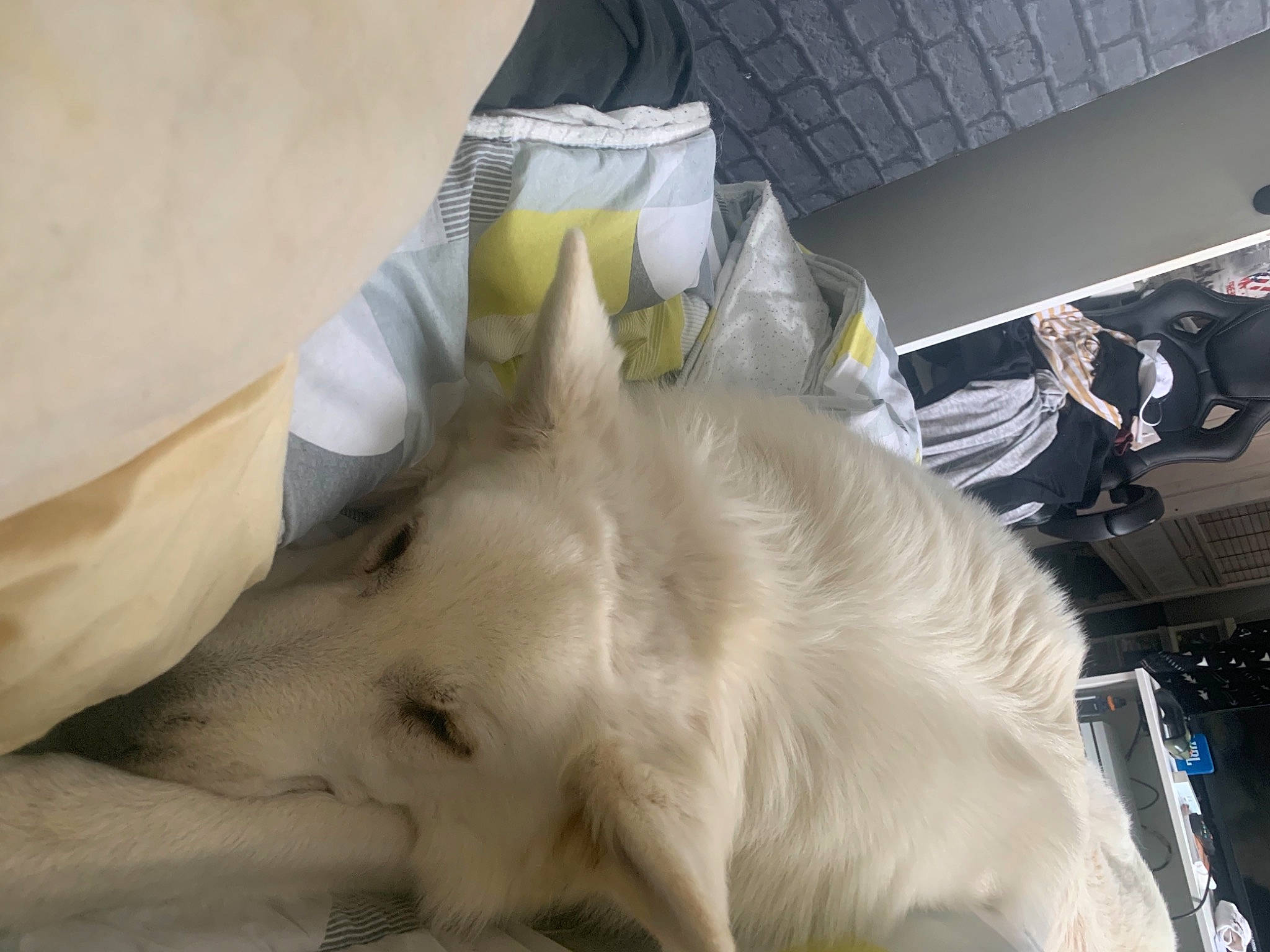 Nao a rejoint le concours — aidez-le/la à gagner de superbes lots ! canidae, carnivore, comfort, companion_dog, dog, dog_breed, duvet, felidae, fur, jaw, linens, nap, small_to_medium_sized_cats, snout, spitz, sporting_group, tail, whiskers, wood, working_animal