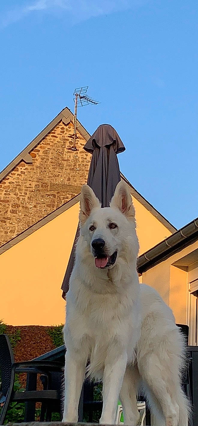 Nao a rejoint le concours — aidez-le/la à gagner de superbes lots ! ancient_dog_breeds, building, canidae, carnivore, collar, companion_dog, dog, dog_breed, dog_collar, giant_dog_breed, landmark, non_sporting_group, plant, pole, roof, sky, sporting_group, tail, window, working_dog