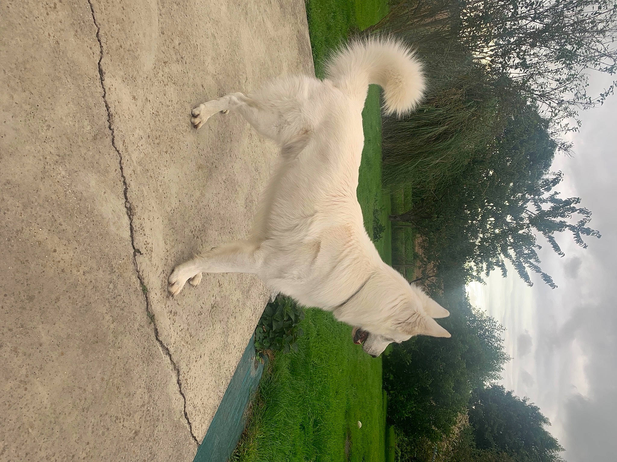 Nao a rejoint le concours — aidez-le/la à gagner de superbes lots ! beak, cloud, concrete, feather, flowering_plant, fur, grass, landscape, petal, plant, shadow, sky, tail, tree, trunk, water, wildlife, wind, wing, wood