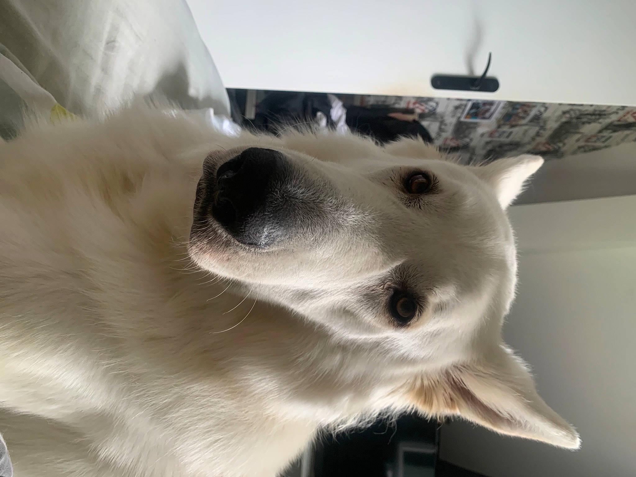 Nao participe au concours pour gagner de l'argent avec cette photo : canidae, carnivore, comfort, companion_dog, dog, dog_breed, ear, fawn, felidae, fur, jaw, non_sporting_group, paw, snout, sporting_group, terrestrial_animal, whiskers, working_animal