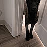 Freya joined the competition — help win amazing prizes! animal, black, brown, canine, curious, dog, door, ears, flooring, home, indoor, light, looking, pet, quiet, room, shadow, standing, wall, wooden_floor
