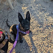 Freya is registered to the contest to win money with this photo: dog, puppy, leash, harness, sand, bench, shadow, shoe, outdoor, sunlight, playful, pet, canine, happy, tongue_out, animal, walking, daytime, cute, looking_up