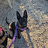 dog, puppy, leash, harness, sand, bench, shadow, shoe, outdoor, sunlight, playful, pet, canine, happy, tongue_out, animal, walking, daytime, cute, looking_up