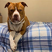 Duke joined the competition — help win amazing prizes! dog, brown, white, bed, plaid, blue, white_bedspread, indoor, pet, animal, canine, resting, crossed_paws, looking_at_camera, calm, serious, furniture, room, domestic, portrait