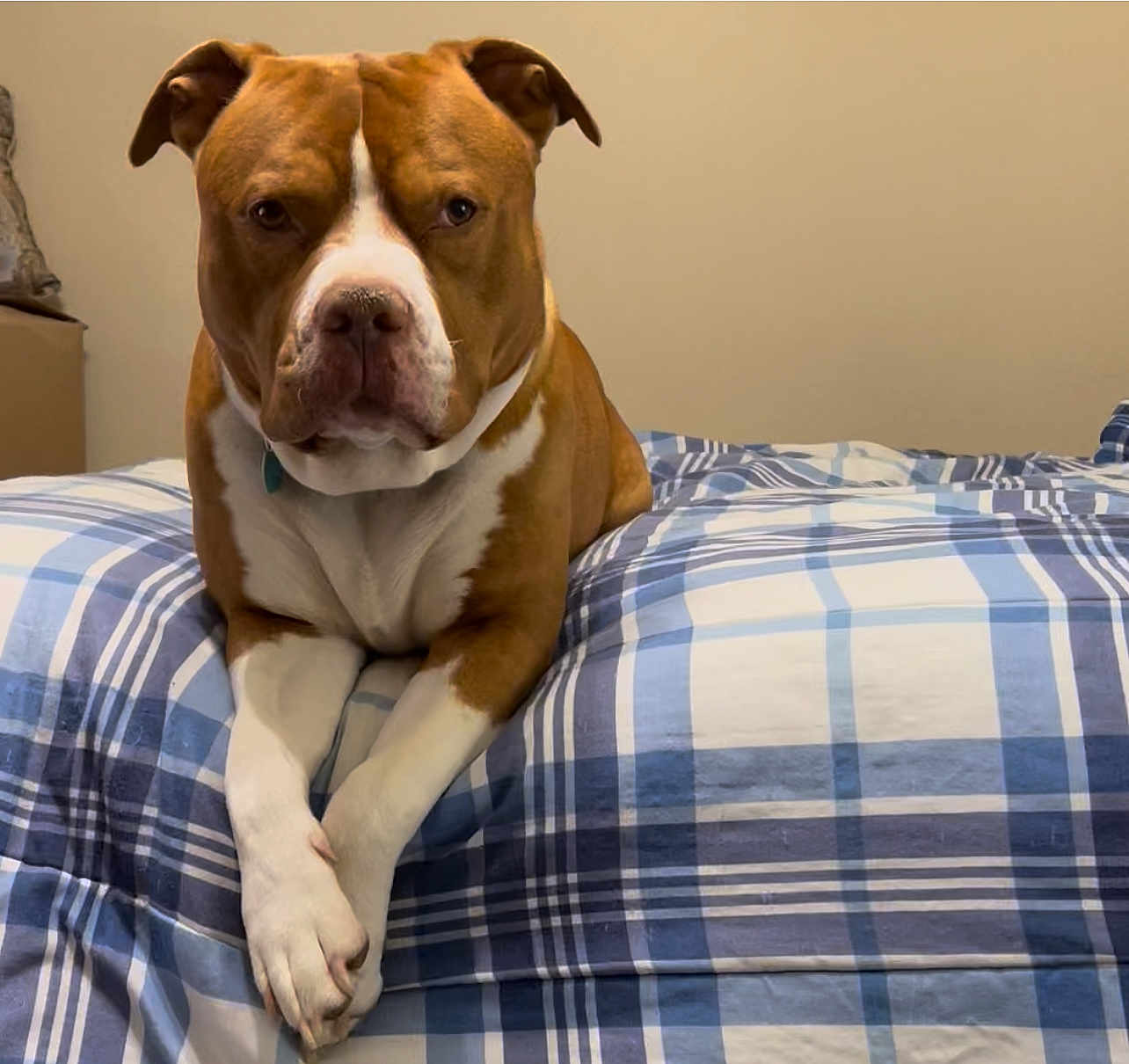 Duke