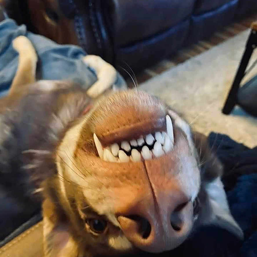 Lexi is registered to the contest to win money with this photo: animal, bodypart, canine, cartoon, couch, dog, face, furniture, head, hound, indoors, interiordesign, mouth, person, pet, policedog, puppy, sleeping, snout, teeth