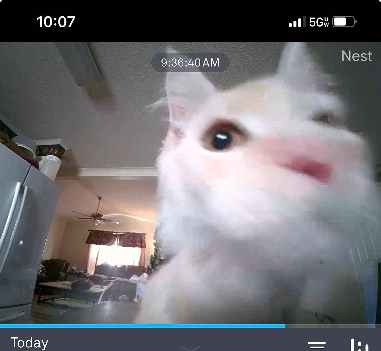 Conrad is registered to the contest to win money with this photo: display_device, electronic_device, eyelash, felidae, font, fur, multimedia, photo_caption, photograph, photography, rectangle, screenshot, snapshot, whiskers