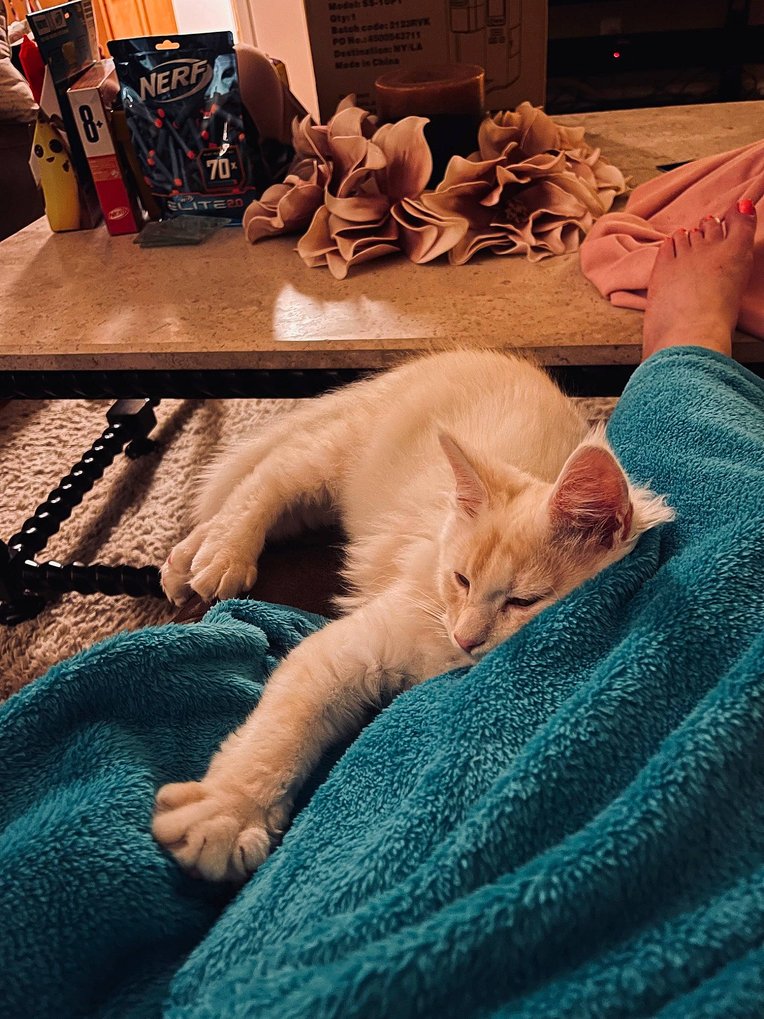 Conrad joined the competition — help win amazing prizes! bed_sheet, bedding, carnivore, cat, chair, comfort, domestic_short_haired_cat, fawn, felidae, flooring, fur, linens, paw, room, sand, small_to_medium_sized_cats, tail, textile, whiskers, wood