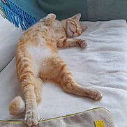 Dadou a rejoint le concours — aidez-le/la à gagner de superbes lots ! cat, orange_tabby, sleeping, relaxed, blanket, cushion, indoor, pet, feline, cozy, resting, fur, paw, whiskers, home, soft_texture, comfort, nap, domestic_animal, animal