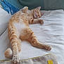 cat, orange_tabby, sleeping, relaxed, blanket, cushion, indoor, pet, feline, cozy, resting, fur, paw, whiskers, home, soft_texture, comfort, nap, domestic_animal, animal