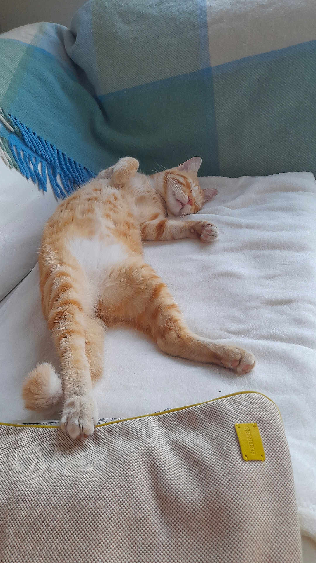 Dadou a rejoint le concours — aidez-le/la à gagner de superbes lots ! cat, orange_tabby, sleeping, relaxed, blanket, cushion, indoor, pet, feline, cozy, resting, fur, paw, whiskers, home, soft_texture, comfort, nap, domestic_animal, animal