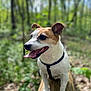 dog, animal, outdoor, forest, nature, pet, canine, tongue_out, harness, wood, greenery, sunlight, happy, ears_up, closeup, mammal, daylight, tree, leaves, smiling