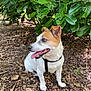 dog, canine, pet, outdoor, nature, leaves, greenery, bushes, animal, fur, sitting, tongue_out, happy, ears, snout, black_harness, brown_and_white, ground, daylight, closeup