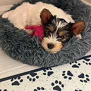 Kodak joined the competition — help win amazing prizes! puppy, dog, bed, resting, cute, ears, toy, pink, fluffy, gray, indoor, floor, paw_prints, sleepy, pet, animal, cozy, young, portrait, relaxing