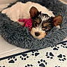 puppy, dog, bed, resting, cute, ears, toy, pink, fluffy, gray, indoor, floor, paw_prints, sleepy, pet, animal, cozy, young, portrait, relaxing