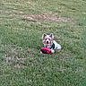 Kodak is registered to the contest to win money with this photo: dog, small_dog, grass, lawn, football, toy, pet, outdoor, green_sweater, playful, animal, cute, ears, tongue, fur, happy, nature, summer, yard, fence