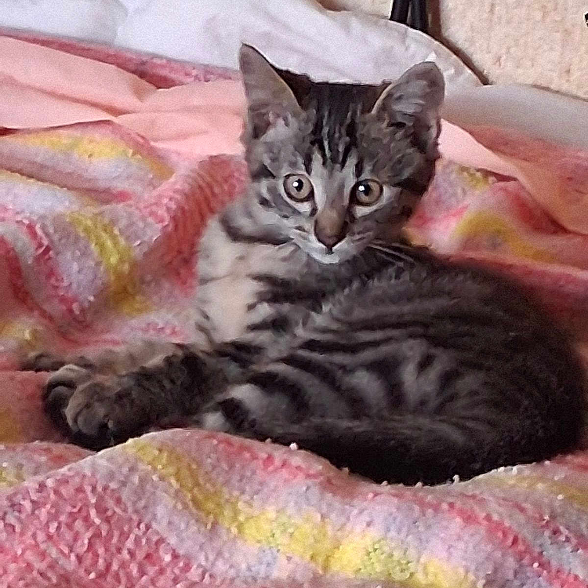 Mimine participe au concours pour gagner de l'argent avec cette photo : animal, blanket, cat, comfort, cozy, curious, cute, ears, feline, fur, indoor, kitten, lying_down, pet, resting, small, striped, tabby, whiskers, young