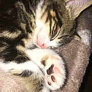 Kovu participe au concours pour gagner de l'argent avec cette photo : aegean_cat, american_shorthair, american_wirehair, carnivoran, cat, cat_like_mammal, domestic_short_haired_cat, dragon_li, european_shorthair, fauna, fur, kitten, paw, small_to_medium_sized_cats, snout, tabby_cat, whiskers