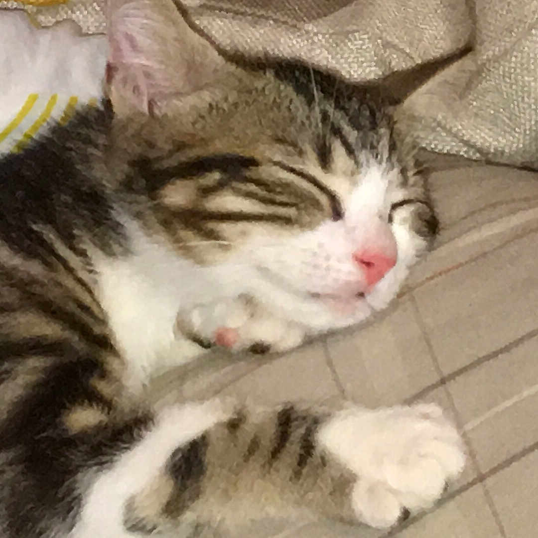 Kovu