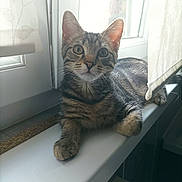 Rocket a rejoint le concours — aidez-le/la à gagner de superbes lots ! animal, cat, closeup, curious, curtains, domestic, ears, feline, indoor, kitten, looking, natural_light, paws, pet, resting, striped, tabby, whiskers, windowsill, young