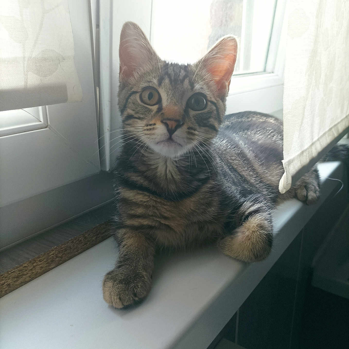 Rocket