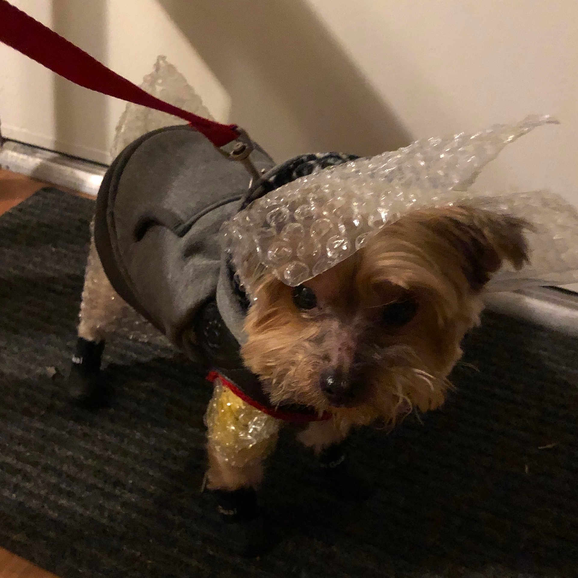 Alexis joined the competition — help win amazing prizes! canidae, carnivore, companion_dog, dog, dog_breed, dog_clothes, glen_of_imaal_terrier, maltepoo, maltese, mammal, morkie, puppy, rare_breed_dog, schnoodle, small_terrier, snout, sporting_group, terrier, toy_dog, yorkshire_terrier