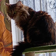 Calypso is registered to the contest to win money with this photo: cat, fluffy, window, curtain, green_eyes, cat_tree, indoor, pet, feline, tail, sitting, fur, domestic_animal, looking_away, natural_light, home, cozy, background, texture, animal