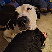 Evo is registered to the contest to win money with this photo: animal, black_and_white, canine, carpet, close_up, companion, cozy, cute, dog, floor, friendship, furniture, indoor, leg, looking_up, paw, person, pet, relaxed, resting