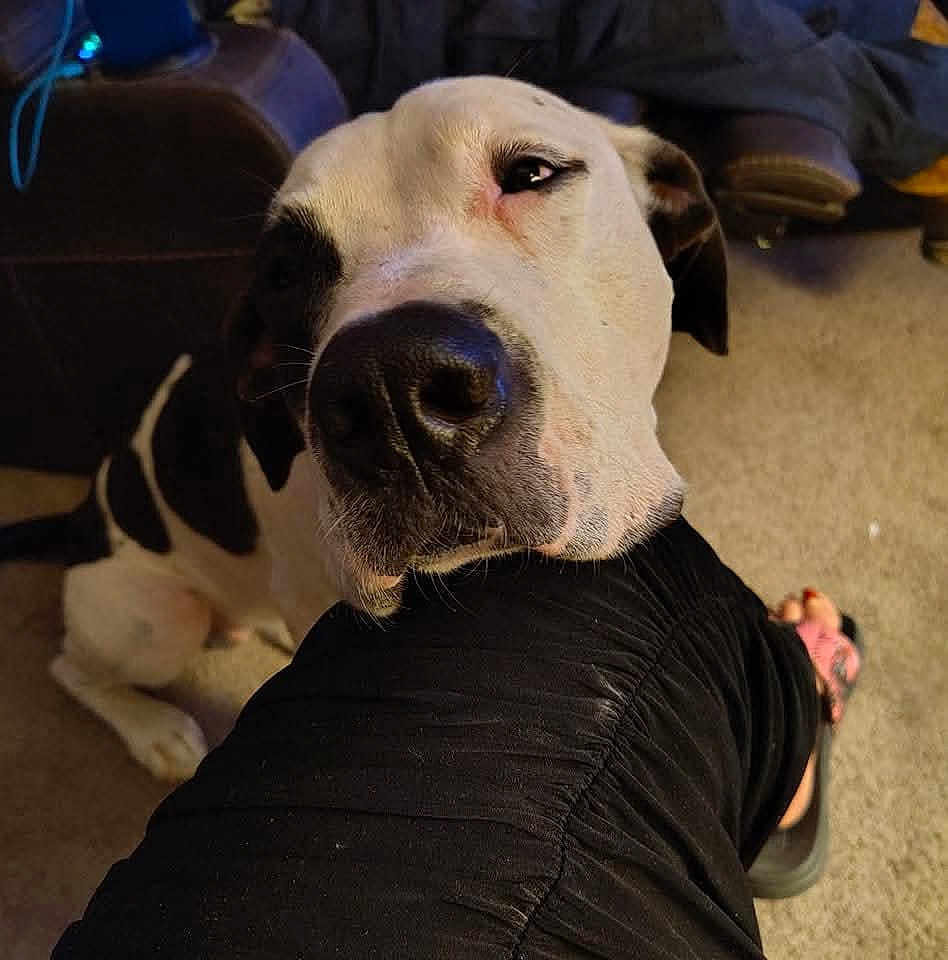 Evo is registered to the contest to win money with this photo: animal, black_and_white, canine, carpet, close_up, companion, cozy, cute, dog, floor, friendship, furniture, indoor, leg, looking_up, paw, person, pet, relaxed, resting