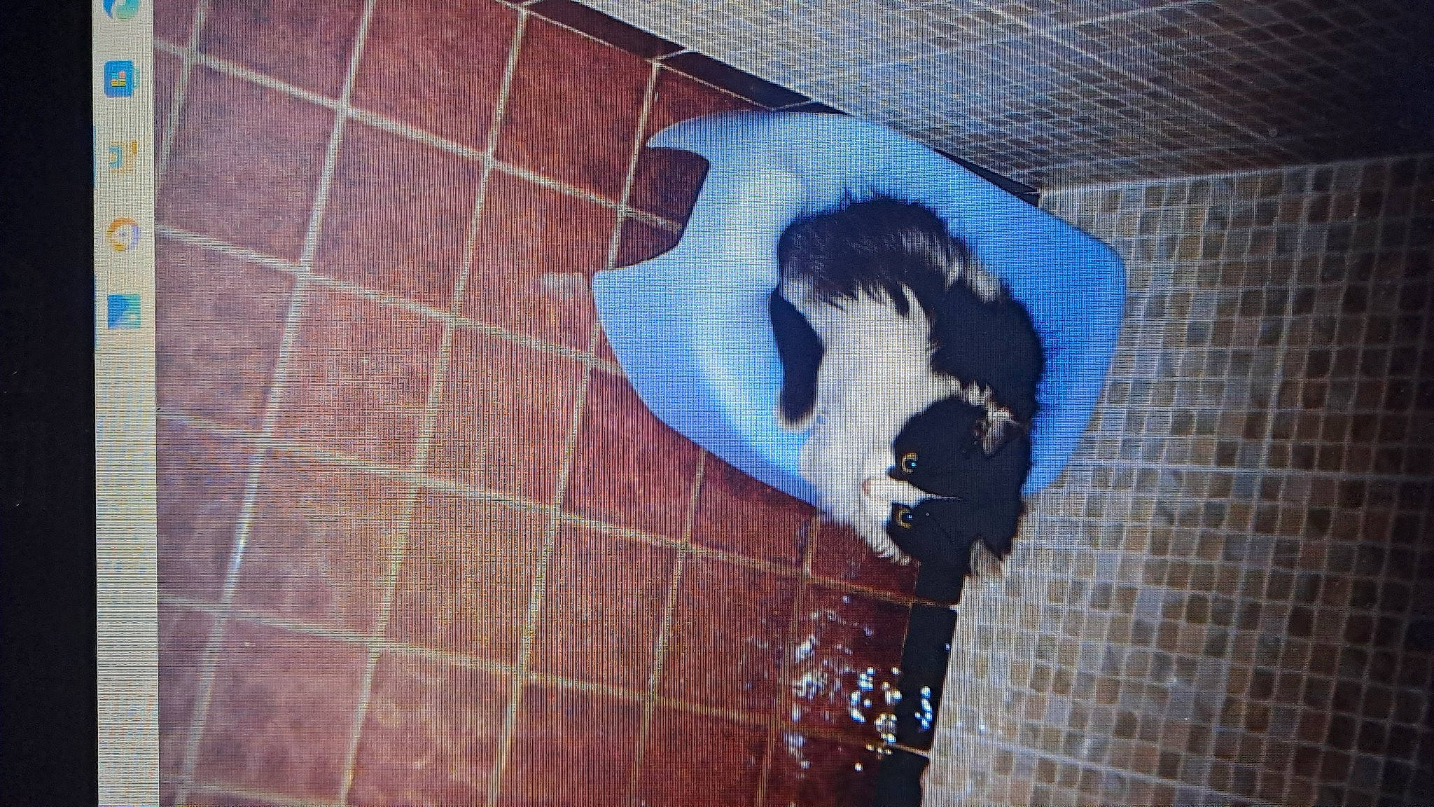 Filou participe au concours pour gagner de l'argent avec cette photo : art, brick, brickwork, electric_blue, feather, flooring, fur, guinea_pig, hardwood, pattern, pet_supply, rodent, shadow, snout, tail, tile, tints_and_shades, window, wing, wood