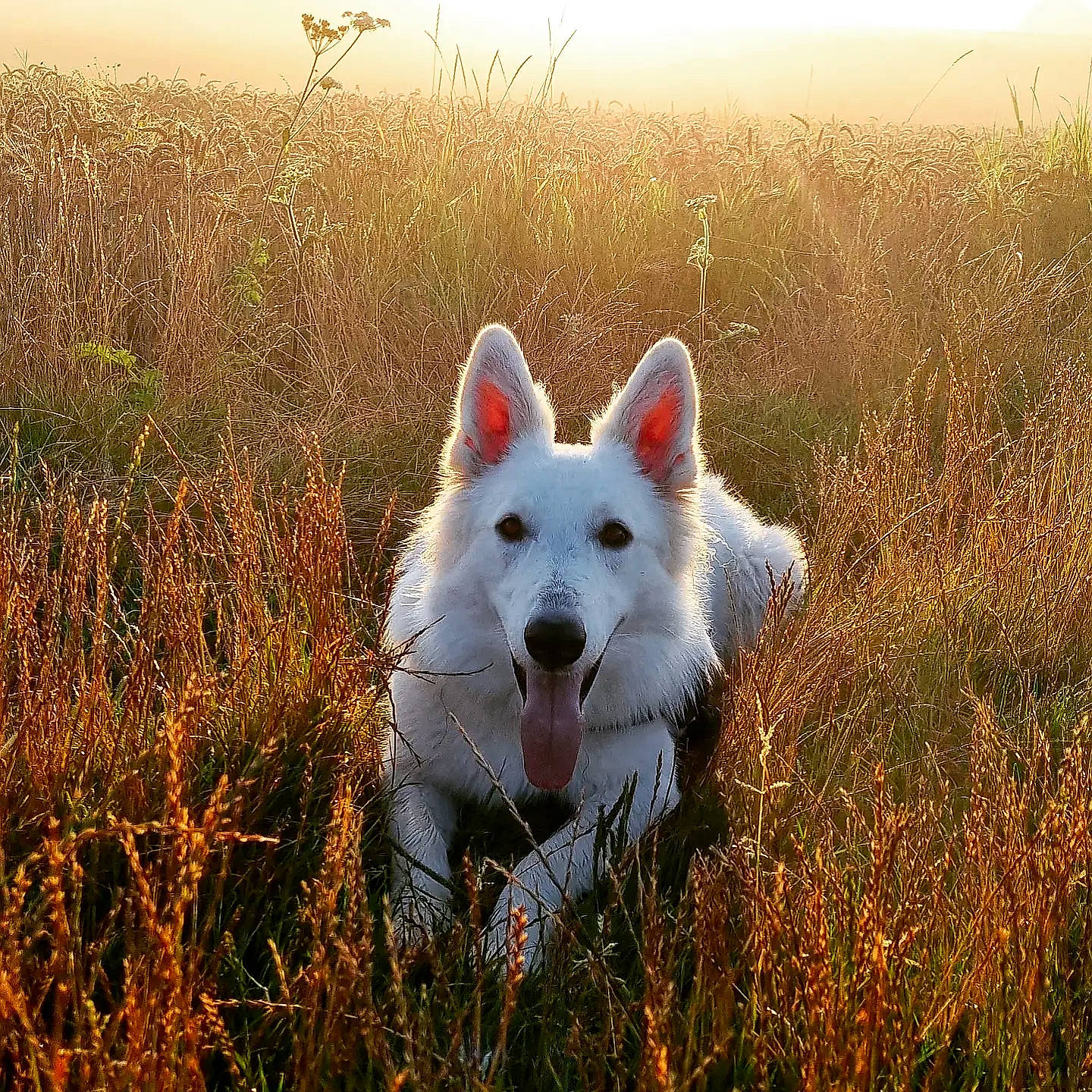 Russia participe au concours pour gagner de l'argent avec cette photo : canidae, carnivore, companion_dog, dog, dog_breed, fur, grass, grassland, landscape, natural_landscape, people_in_nature, plant, prairie, sky, snout, sporting_group, sunlight, terrestrial_animal, walking, working_animal
