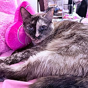 Cleopatra Renee joined the competition — help win amazing prizes! bedroom, blanket, blue_eyes, cat, close_up, cozy, cushion, feline, fur, furniture, indoor, lounging, pet, pink_pillow, plush, portrait, relaxed, resting, tortoiseshell, whiskers