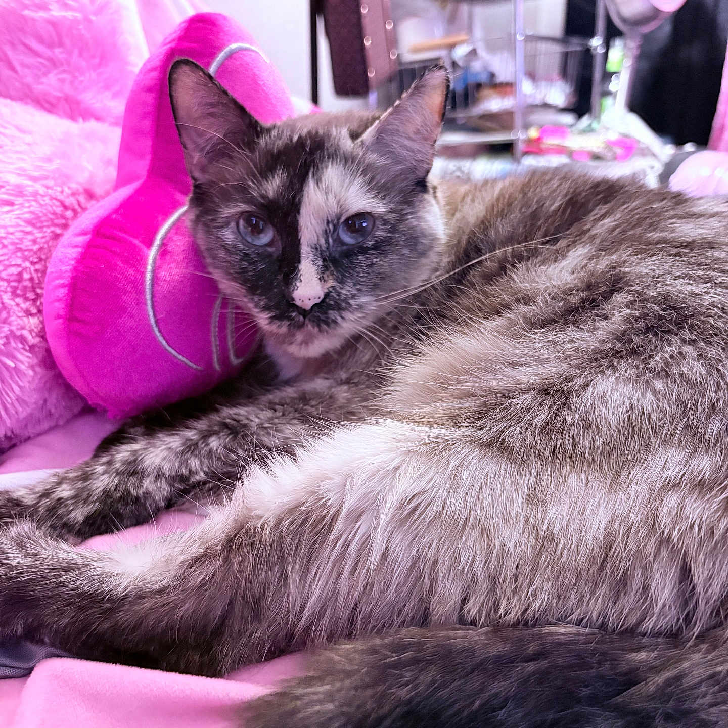 Cleopatra Renee joined the competition — help win amazing prizes! bedroom, blanket, blue_eyes, cat, close_up, cozy, cushion, feline, fur, furniture, indoor, lounging, pet, pink_pillow, plush, portrait, relaxed, resting, tortoiseshell, whiskers