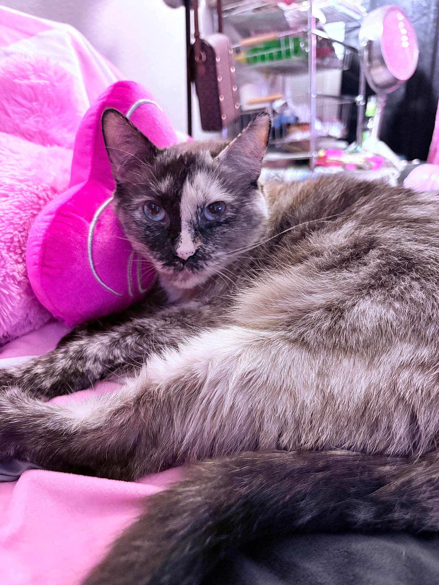 Cleopatra Renee joined the competition — help win amazing prizes! bedroom, blanket, blue_eyes, cat, close_up, cozy, cushion, feline, fur, furniture, indoor, lounging, pet, pink_pillow, plush, portrait, relaxed, resting, tortoiseshell, whiskers