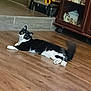 Buddy Randle joined the competition — help win amazing prizes! animal, black_and_white, cabinet, cat, curious, domestic, ears, eyes, figurines, flooring, furniture, home, indoor, laying_down, mammal, pet, relaxed, tail, whiskers, wooden_floor