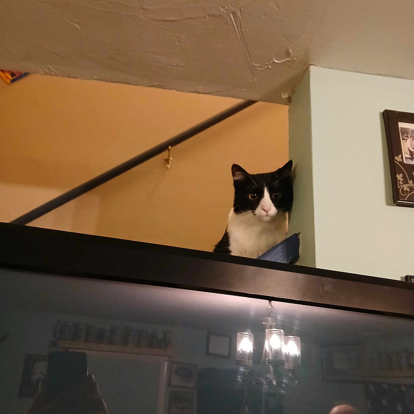 Buddy Randle is registered to the contest to win money with this photo: animal, black_and_white, cat, chandelier, cozy, curious, decor, furniture, home, indoor, lighting, living_room, person, pet, picture_frame, reflection, shelf, smiling, television, wall