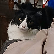 Buddy Randle joined the competition — help win amazing prizes! animal, black_and_white, cat, chair, closeup, curious, domestic_animal, eyes, face, feline, fur, household, indoor, looking, pet, resting, seated, soft, whiskers, wood