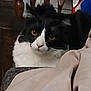 animal, black_and_white, cat, chair, closeup, curious, domestic_animal, eyes, face, feline, fur, household, indoor, looking, pet, resting, seated, soft, whiskers, wood