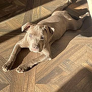Alfi participe au concours pour gagner de l'argent avec cette photo : puppy, dog, floor, wooden_floor, sunlight, shadow, indoor, pet, animal, cute, laying_down, brown, young_dog, domestic_animal, relaxed, looking_up, paws, ears, snout, fur