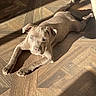 puppy, dog, floor, wooden_floor, sunlight, shadow, indoor, pet, animal, cute, laying_down, brown, young_dog, domestic_animal, relaxed, looking_up, paws, ears, snout, fur