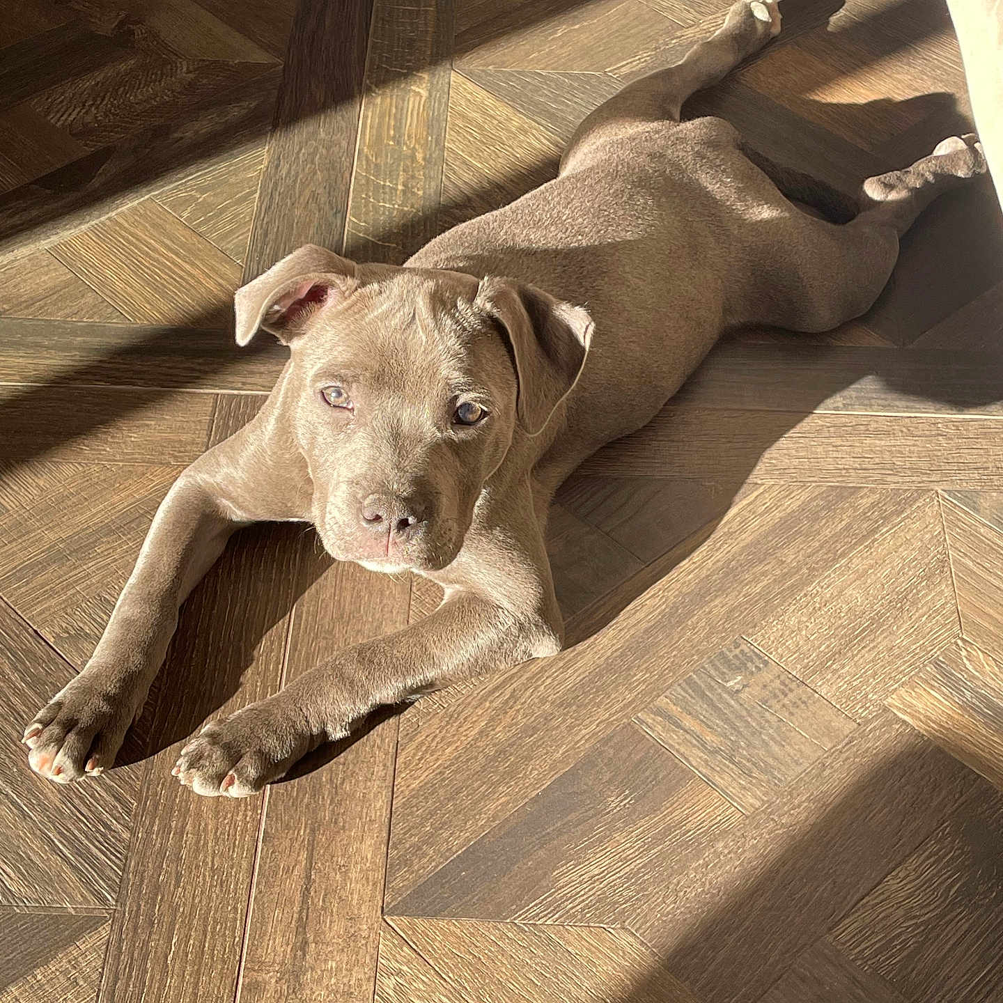 Alfi participe au concours pour gagner de l'argent avec cette photo : puppy, dog, floor, wooden_floor, sunlight, shadow, indoor, pet, animal, cute, laying_down, brown, young_dog, domestic_animal, relaxed, looking_up, paws, ears, snout, fur