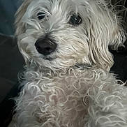 Maggie joined the competition — help win amazing prizes! dog, pet, animal, curly_fur, white_fur, close_up, indoor, cute, portrait, fur, face, nose, eyes, collar, canine, mammal, companion, domestic_animal, friendly, fluffy