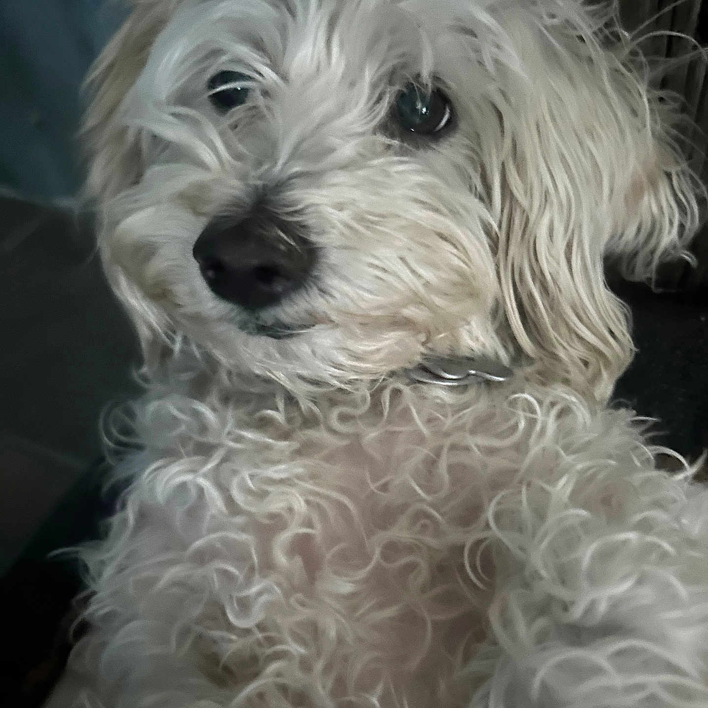 Maggie