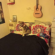 Kiara participe au concours pour gagner de l'argent avec cette photo : animal, bed, bedroom, blanket, collar, colorful, decor, dog, drawer, floor_tile, furniture, guitar, indoor, lamp, nightstand, pet, photo_frame, pillow, wall, wooden_beam