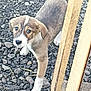 puppy, dog, young_dog, outdoor, rocky_ground, wooden_post, curious, brown_and_white, pet, animal, close_up, looking, four_legs, small, ears, fur, snout, nature, daylight, alone