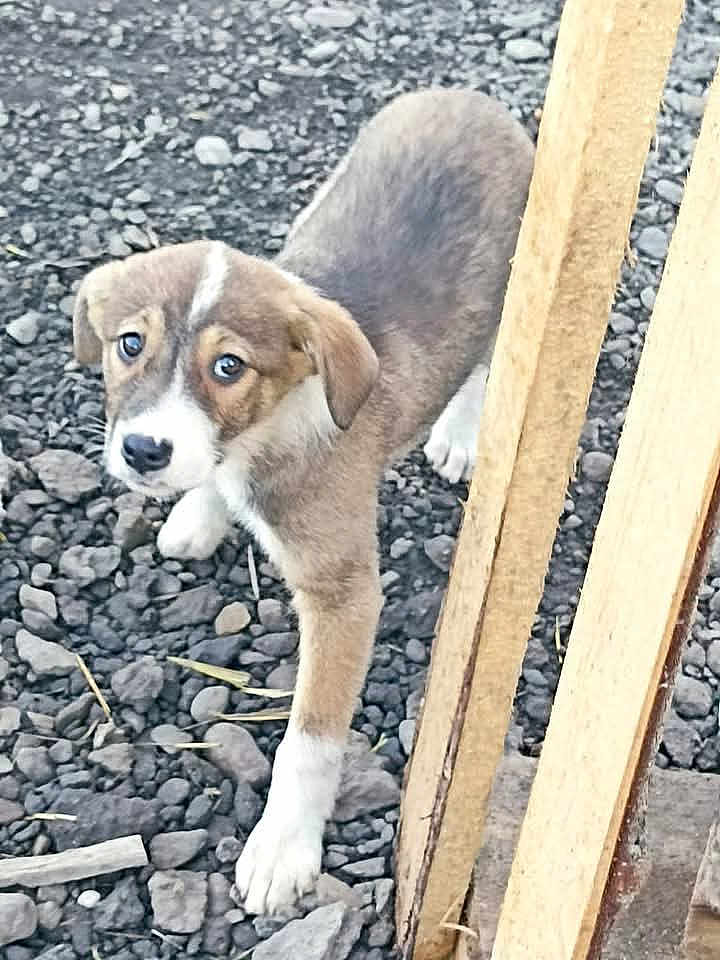 Kiara a rejoint le concours — aidez-le/la à gagner de superbes lots ! puppy, dog, young_dog, outdoor, rocky_ground, wooden_post, curious, brown_and_white, pet, animal, close_up, looking, four_legs, small, ears, fur, snout, nature, daylight, alone