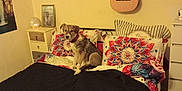 Kiara participe au concours pour gagner de l'argent avec cette photo : dog, bed, pillow, blanket, guitar, wall, lamp, picture_frame, floor_tile, bedroom, furniture, collar, pet, indoor, sitting, decor, colorful, wood_beam, nightstand, cozy