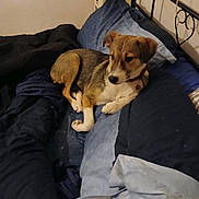 Kiara a rejoint le concours — aidez-le/la à gagner de superbes lots ! dog, bed, blanket, pillow, indoor, resting, brown_dog, white_dog, collar, furniture, cozy, relaxed, pet, home, sleeping_area, textile, comfort, animal, cute, laying_down