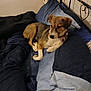 dog, bed, blanket, pillow, indoor, resting, brown_dog, white_dog, collar, furniture, cozy, relaxed, pet, home, sleeping_area, textile, comfort, animal, cute, laying_down