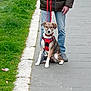 Kiara participe au concours pour gagner de l'argent avec cette photo : dog, leash, harness, person, jacket, jeans, sidewalk, grass, rail_track, sitting, outdoor, pavement, casual_clothing, footwear, pet, animal, daylight, urban, walking, companion